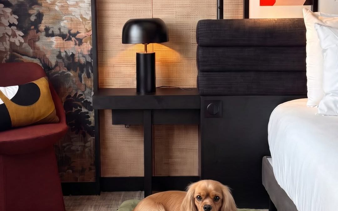 Voyagez avec votre animal à Dijon : pet-friendly au Mercure